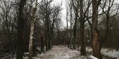 Свято-Троицкое кладбище Петергофа станет памятником регионального значения