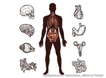 Сколько стоит продать почку