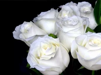 Белый розы.jpg