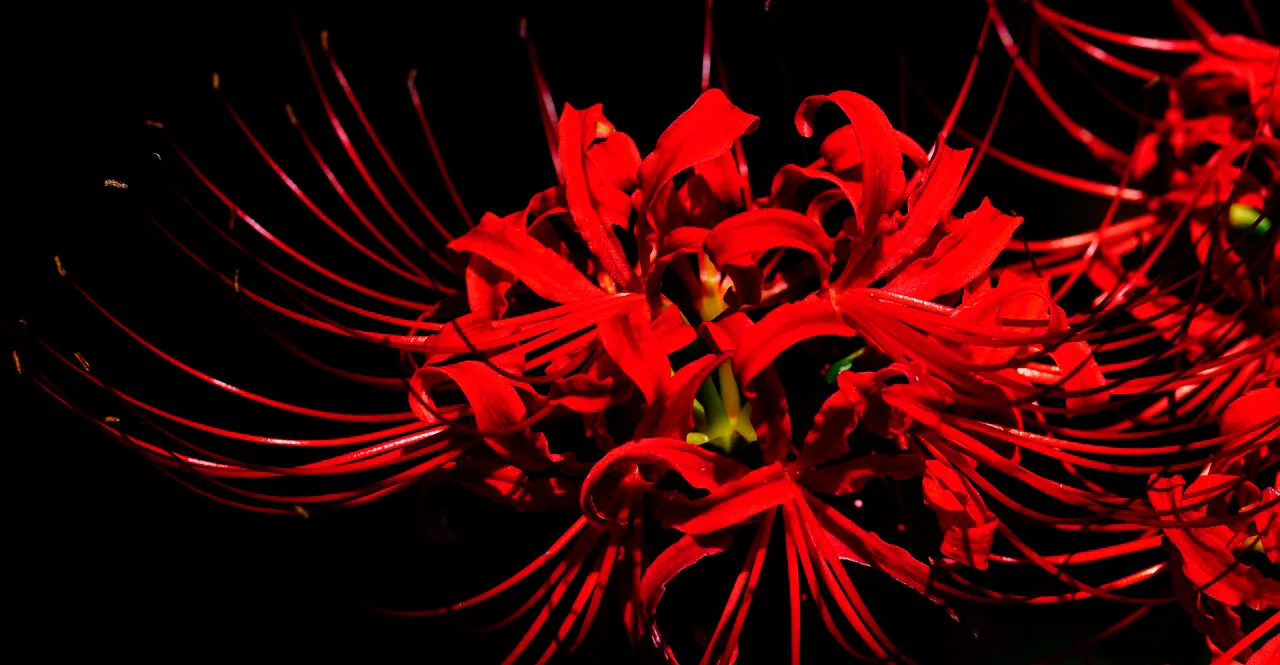 Цветок смерти