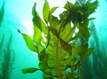 Как морские водоросли помогают от рака